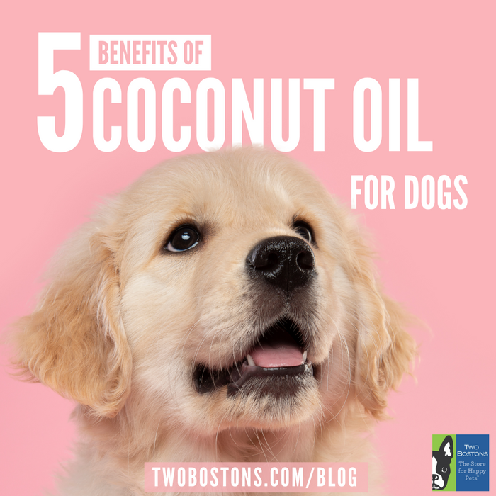 5 Benefits of Coconut Oil for Dogs
