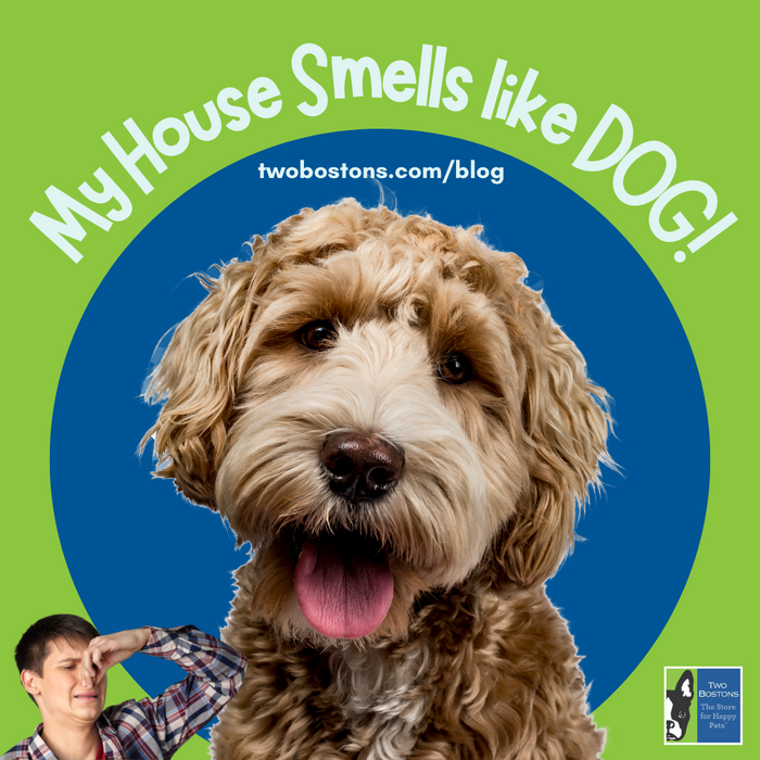 My House Smells like DOG!