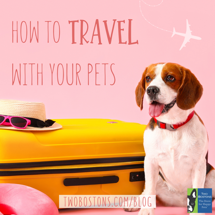 How to Travel with Your Pets