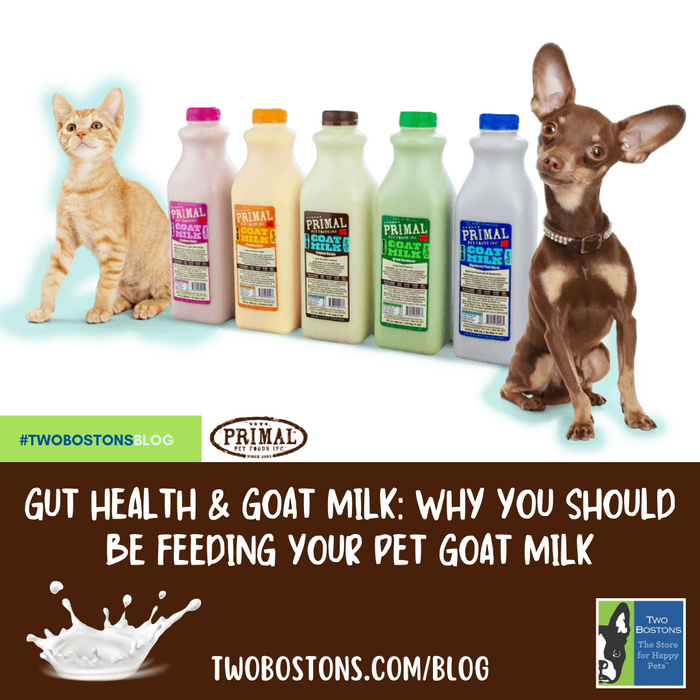 Gut Health And Goat Milk- Why You Should Be Feeding Your Pet Goat Milk