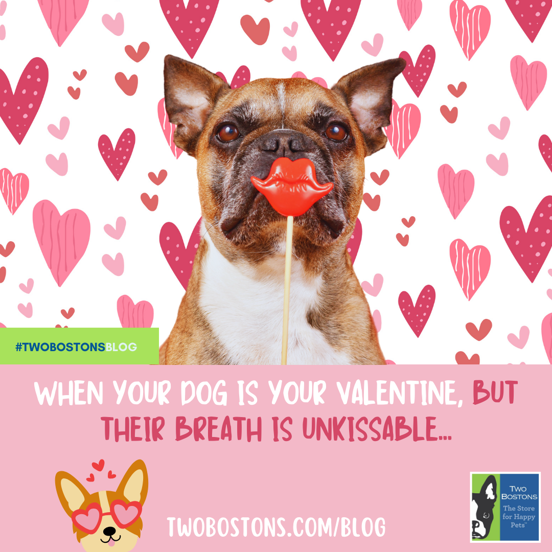 When your dog is your Valentine, but their breath is unkissable…