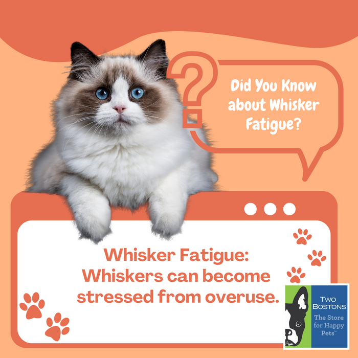 Does Your Cat Have Whisker Fatigue?