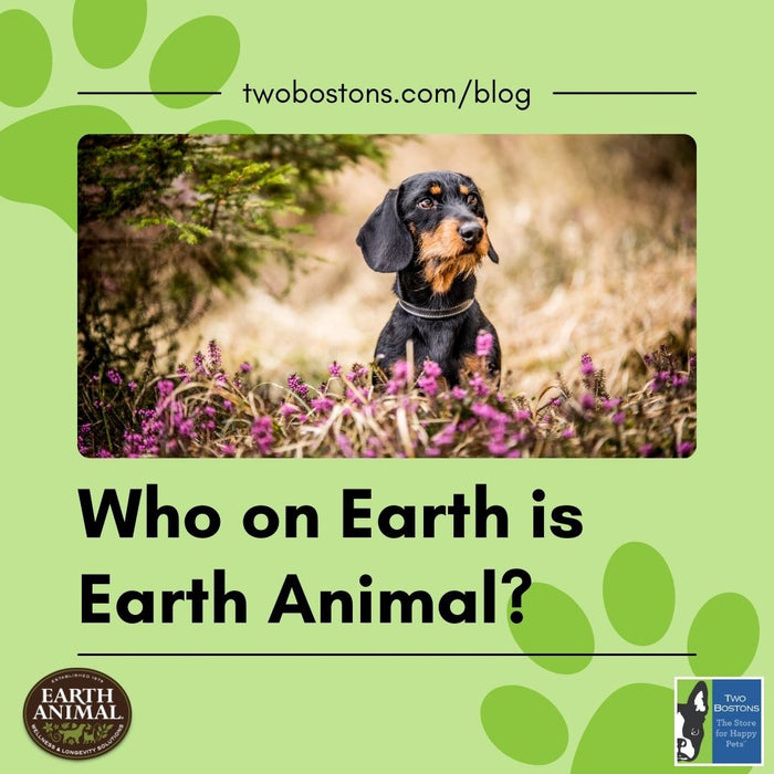 Who on Earth is Earth Animal?