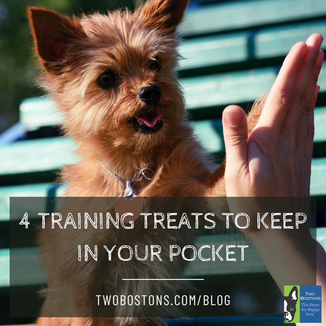 4 Training Treats to Keep in Your Pocket
