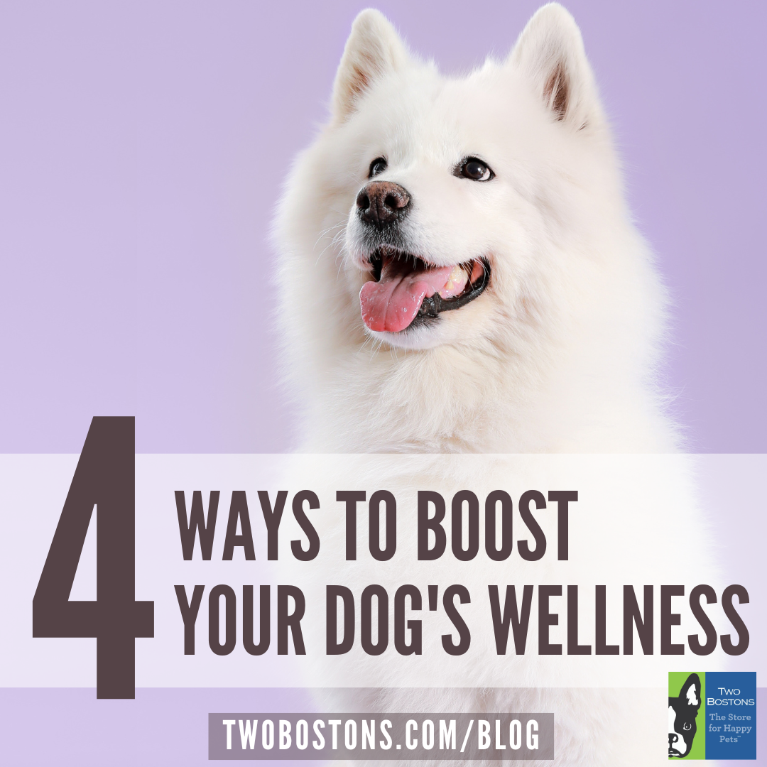 4 Ways to Boost Your Dog's Wellness