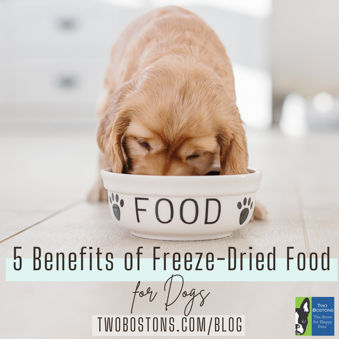 5 Benefits to Freeze-Dried Products for Dogs