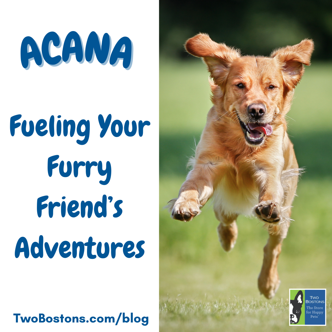 Acana Dog Food: Fueling Your Furry Friend's Adventures