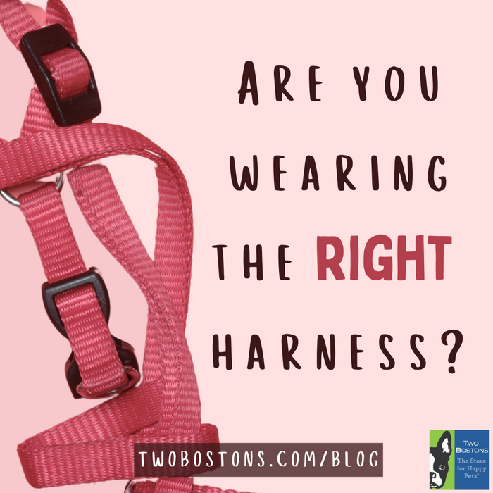 Are You Wearing the Right Harness?