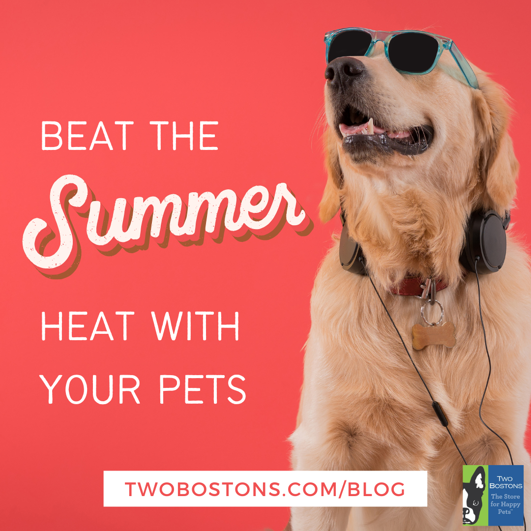Beat the Summer Heat with Your Pets