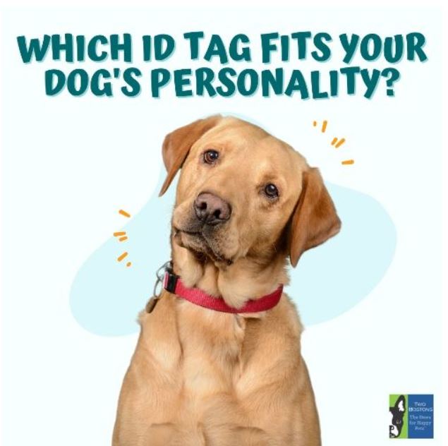 Take the Dog I.D. Tag Quiz!