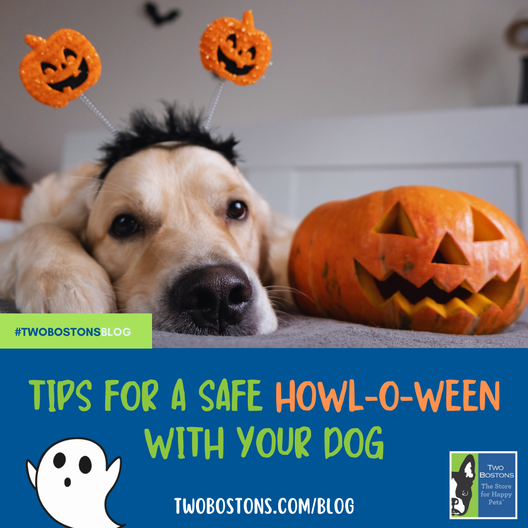Tips for a Safe Howl-O-Ween With Your Dog