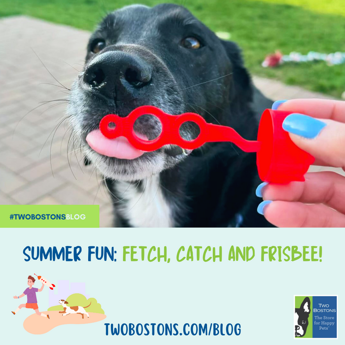 Summer Fun: Fetch, Catch and Frisbee!