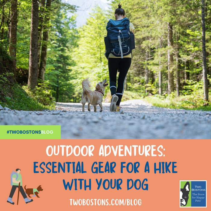 Outdoor Adventures: Essential Gear For A Hike With Your Dog