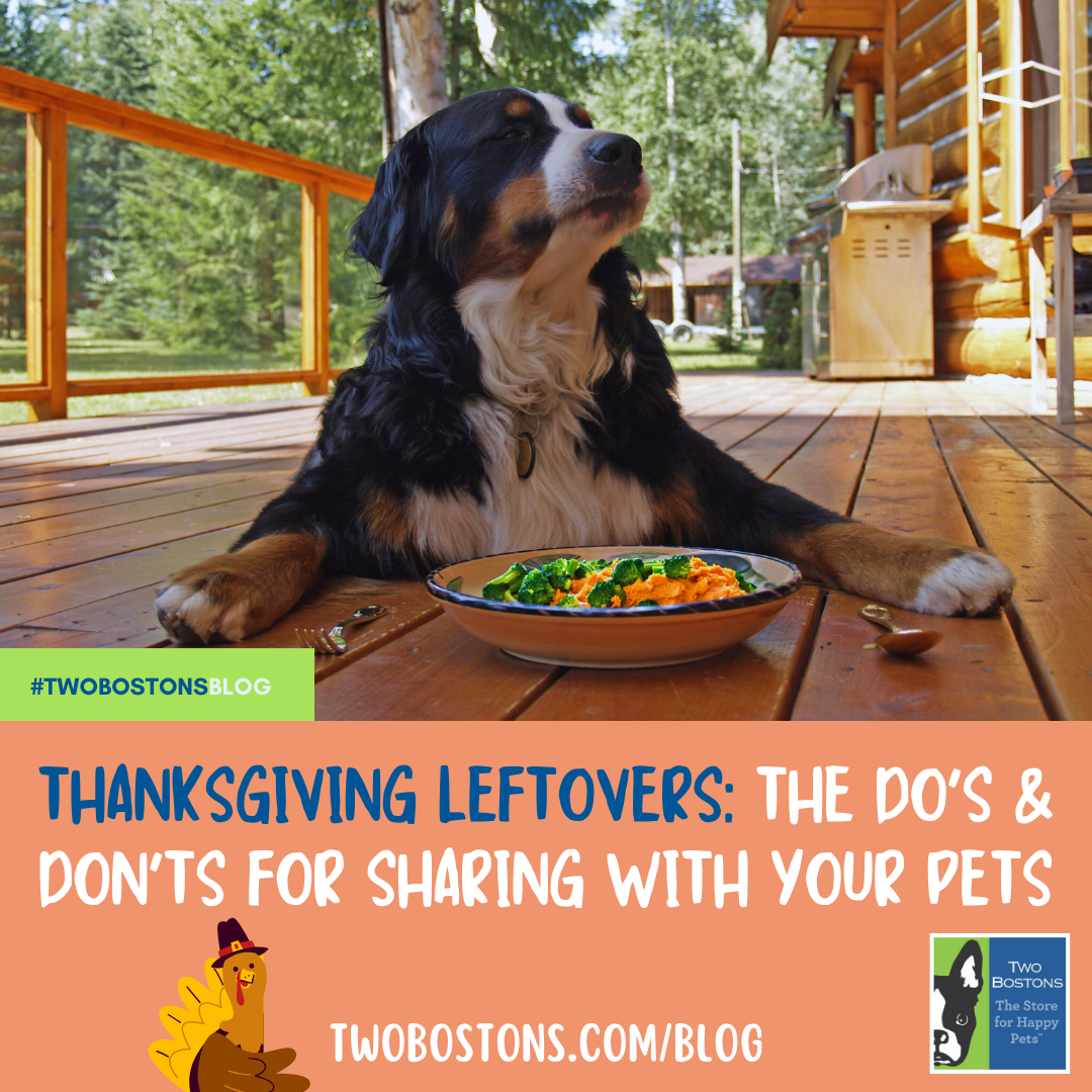 Thanksgiving Leftovers: The Do's and Don'ts for Sharing with Your Pets
