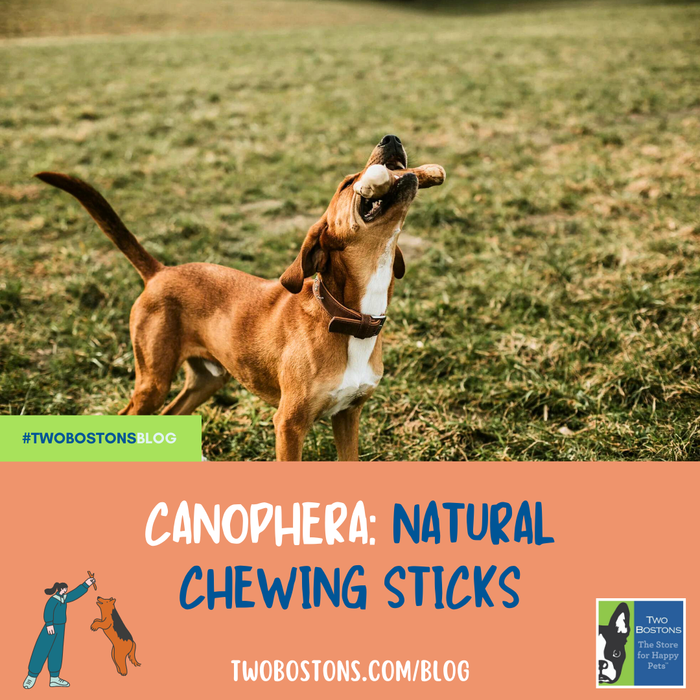 Canophera: Natural Chewing Sticks