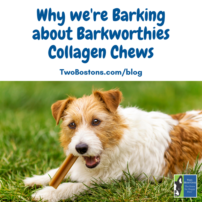 https://twobostons.com/cdn/shop/articles/Why_we_re_Barking_about_Barkworthies_Collagen_Chews_700x700.png?v=1695127342