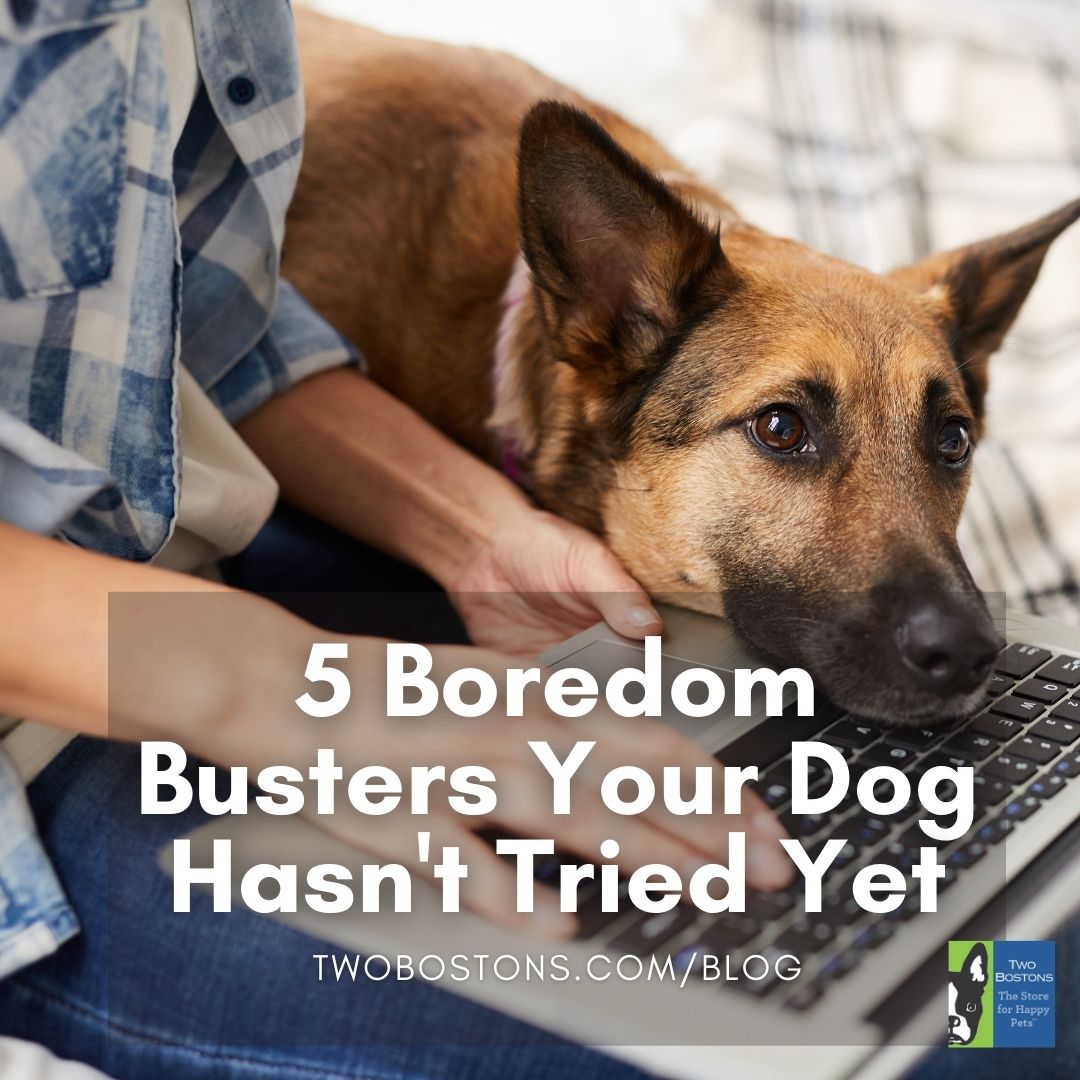 5 Boredom Busters your dogs haven't tried yet — Two Bostons