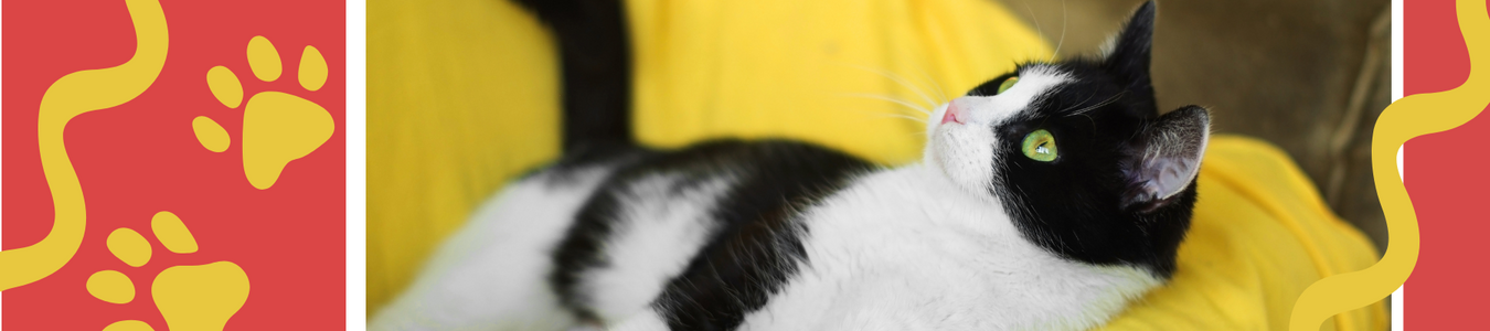 PET QWERKS Incredibubbles for Cats, Catnip 