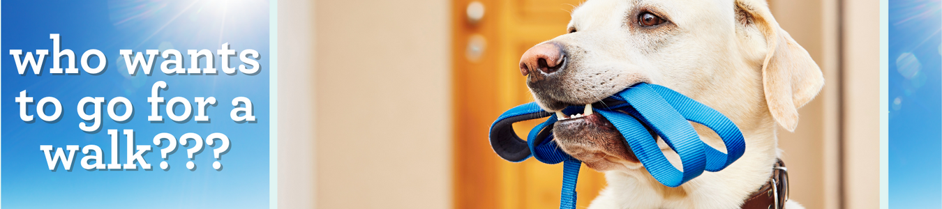 Chicago Cubs pet dog harness Adjustable Mesh Small Fresh Pawz