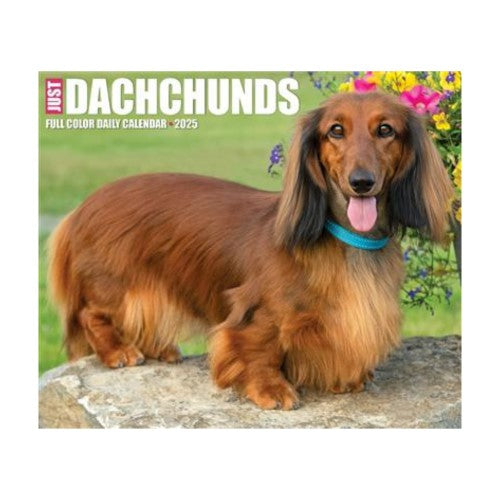 Dachshunds 2025 Box Calendar