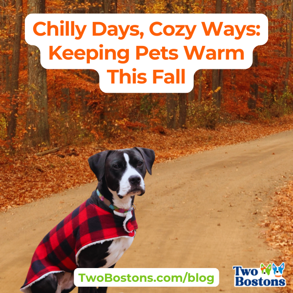 Chilly Days, Cozy Ways: Keeping Pets Warm This Fall