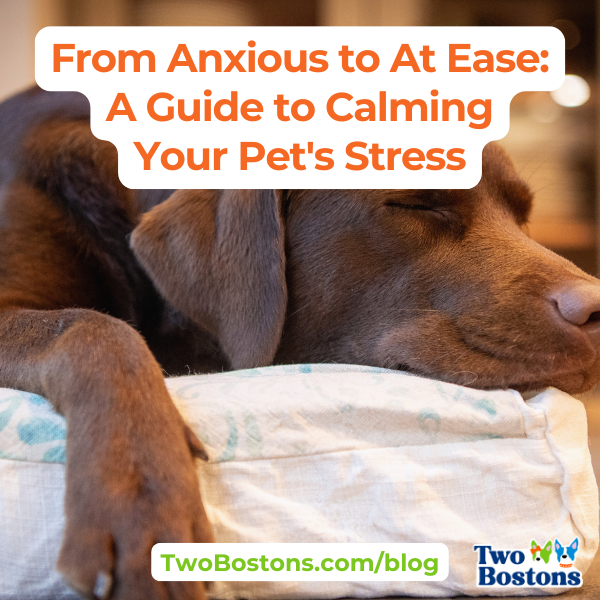 From Anxious to At Ease: A Guide to Calming Your Pet’s Stress