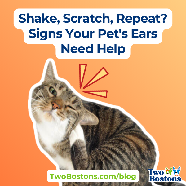 Shake, Scratch, Repeat? Signs Your Pet’s Ears Need Help
