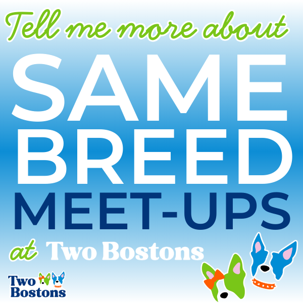 Same Breed Meet-Ups at Two Bostons