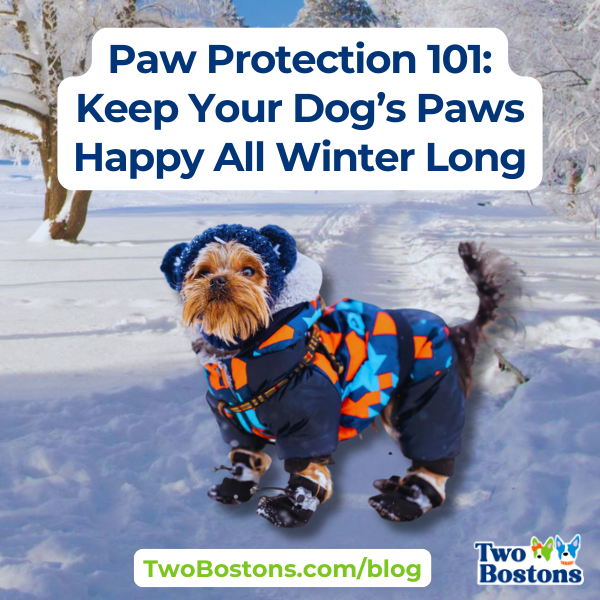 Paw Protection 101: Keep Your Dog’s Paws Happy All Winter Long