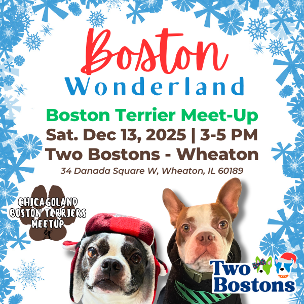 Boston Wonderland Same Breed Meet-Up