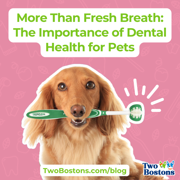 More Than Fresh Breath: The Importance of Dental Health for Pets