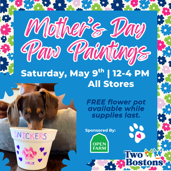 Mother's Day Paw Paintings at Two Bostons
