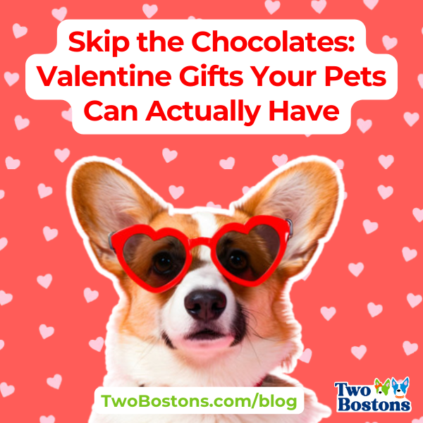 Skip the Chocolates: Valentine Gifts Your Pets Can Actually Have
