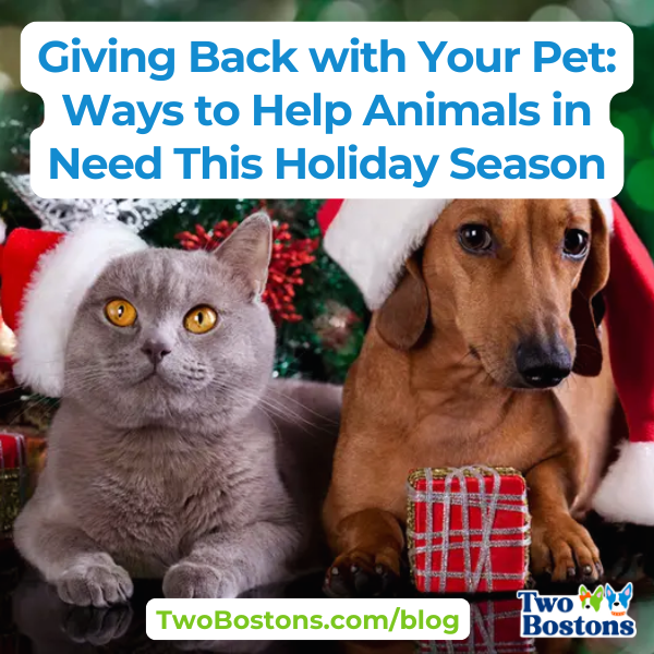 Sharing the Love with Your Pet: Ways to Help Animals in Need This Holiday Season