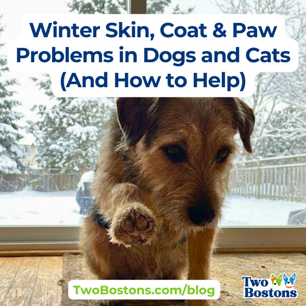 Winter Skin, Coat & Paw Problems in Dogs and Cats (And How to Help)