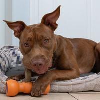 The Bully Buddy (Item #850002717051)