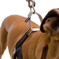 Red Freedom No-Pull Harness (Item #818557021610)