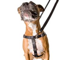 Red Freedom No-Pull Harness (Item #818557021962)