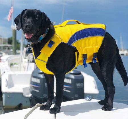 Yellow Monterey Bay Dog Lifejacket