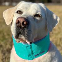 Arctic Bay Cooling Dog Collar (Item #850053133886)