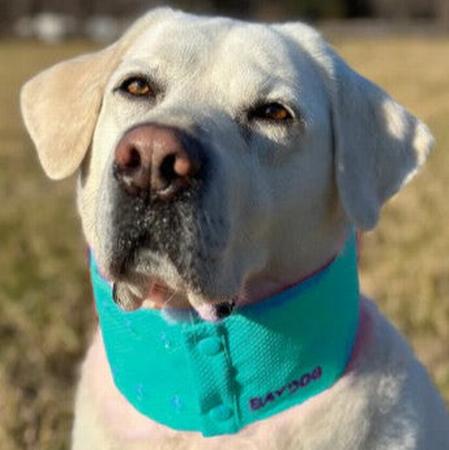 Arctic Bay Cooling Dog Collar