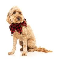 Jester Collar L/xl (Item #9345719076207)